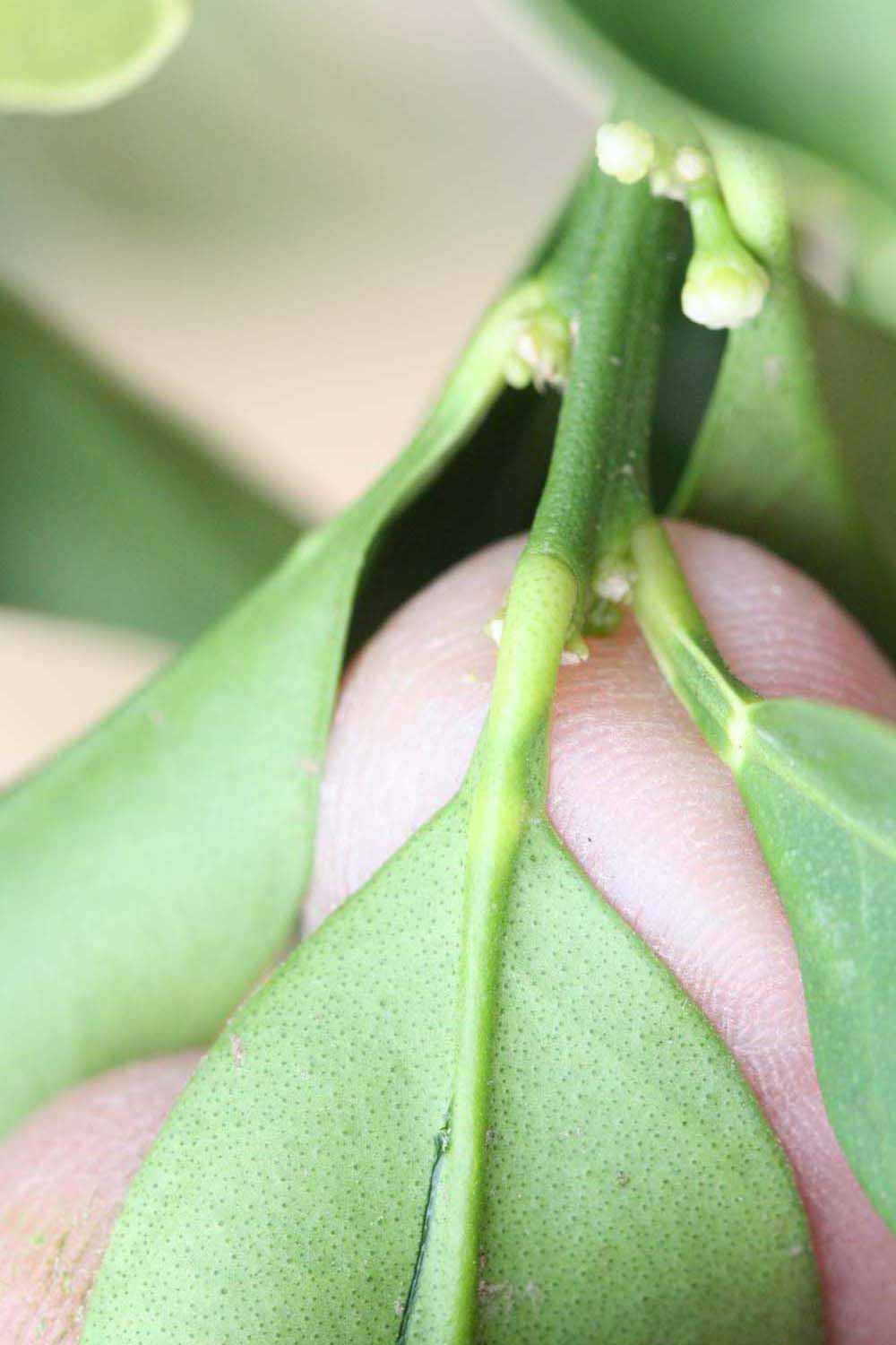              Petiole (Riverside, CA)       